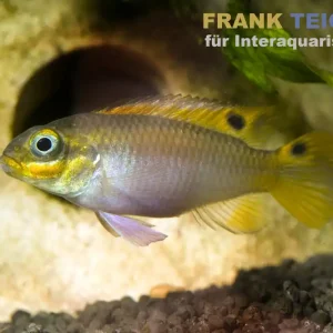Dehane-Prachtbarsch, Pelvicachromis taeniatus dehane Aktuell